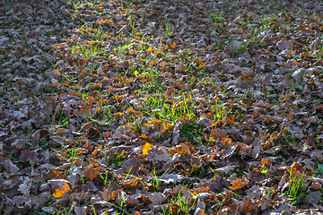 Image showing sunny autumn leaves