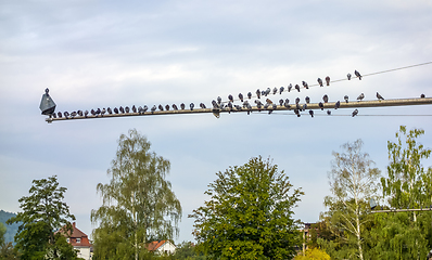 Image showing pigeons on a pole