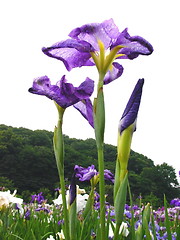 Image showing three irises