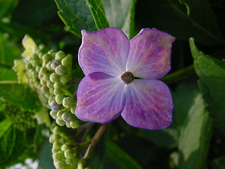 Image showing hydrangea