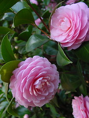 Image showing pink camellias