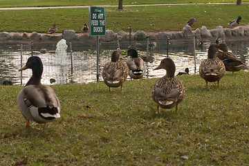 Image showing Do not feed the ducks