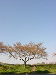 Image showing cherry tree