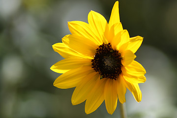 Image showing 17_Lonely Sunflower