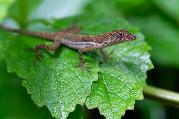 Image showing Anolis polylepis, small lizard in Quepos, Costa Rica wildlife