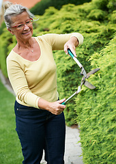 Image showing Senior woman, garden hedge and scissors with smile for spring landscaping, nature and leaves in backyard. Elderly lady, plants and outdoor in summer for cleaning, growth and working in retirement