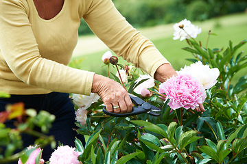 Image showing Senior, woman and shears for pruning of flowers in garden, backyard or outdoors for care, wellness or health. Elderly person, grandmother and retired with tool in nature, plants or peonies for peace