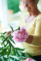 Image showing Elderly, woman and plant for flower in home, outside or backyard for gardening, alone or peace. Senior person, grandmother and glasses with care in wellness, nature or retirement for pruning of peony