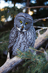 Image showing Great grey owl