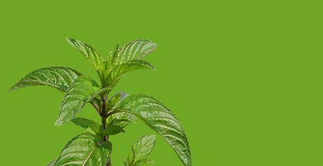 Image showing Peppermint over green