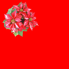 Image showing Poinsettia Christmas Star red