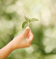 Image showing Hand of child with natural, healthy green plant and shown against a bokeh blurred background. Out in nature sunlight lights the leaf, from organic and ecofriendly sustainability conservation gardens