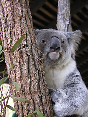 Image showing Koala