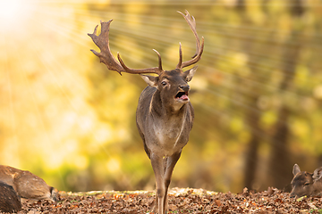 Image showing fallow deer in beautiful orange autumn light