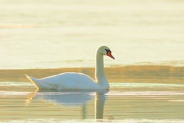 Image showing mute swan in beautiful orange light