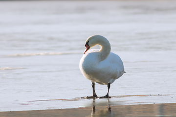 Image showing mute swan stading on icy pond