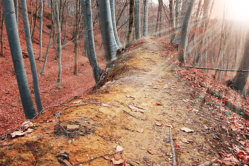 Image showing orange sun rays in autumn forest