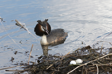 Image showing Podiceps cristatus near the nest