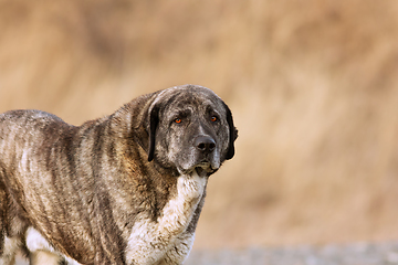 Image showing portrait of an asian shepherd dog