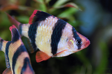 Image showing tiger barb in freshwater tank