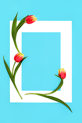 Image showing Spring Tulip Flower Minimal Abstract Frame