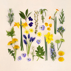 Image showing Spring Flower and Herb Large Selection