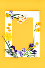 Image showing Decorative Spring Flower and Herb Background Frame 