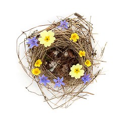 Image showing Empty Blue Tit Bird Nest with Spring Flowers