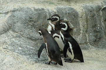 Image showing Magellanic penguins