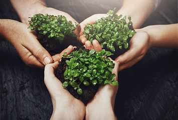Image showing Plants and soil in the hands of a group of people for green business, growth and sustainability from above. Budding and growing from the earth or dirt, a symbol of recycling, care and conservation