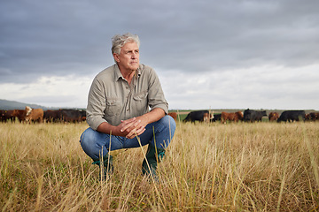 Image showing Thinking, serious and professional farmer on a field with herd of cows and calves in a open nature grass field outside on cattle farm. Agriculture man, worker or business owner looking at countryside