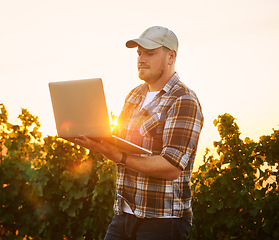 Image showing Farmer typing on a laptop outdoors using the internet to plan a harvest and crop growth on a vineyard farm. An agriculture expert using technology to manage his organic and sustainable produce