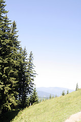 Image showing Forest landscape