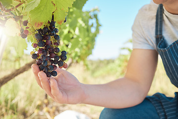 Image showing Growth, black grapes and vineyard farmer hands picking or harvesting organic bunch outdoors for quality choice, agriculture industry or market. A worker checking vine fruit from tree plant to harvest