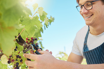 Image showing Happy and proud vineyard farmer harvesting grapes from a vine tree in the summer harvest. Successful winemaker working on agriculture land or industry outdoors in the countryside valley