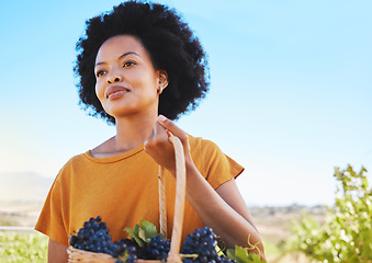 Image showing Vineyard farmer picking grapes from vine tree plant during harvest season, working in countryside valley. Black woman in agriculture industry, carrying basket of ripe fruit for wine in nature field.