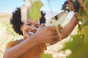 Image showing Vineyard farmer cut wine grapes bunch from vine tree plant with scissors, new growth during countryside nature harvest. Startup business entrepreneur success in agriculture sustainability industry.