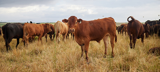 Image showing Herd of cows grazing, roaming and breeding on cattle farm, field and rural meadow in the countryside. Dairy animals, bovine and brown livestock in nature, pasture and ranch for beef industry