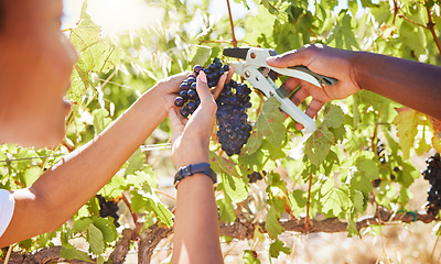 Image showing Grape farmers, harvest and agriculture vineyard workers cutting fruit on countryside farm, nature and garden field. Farming people, sustainability plants in food industry or alcohol production export