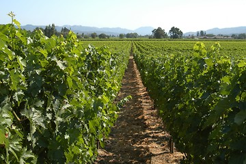 Image showing Vineyard