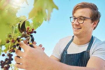 Image showing Farmer picking fresh red grapes off plant in vineyard. Young man standing alone and cutting crops and produce to examine them on wine farm in summer. Checking fruit for harvest with a smile in nature