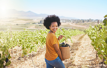 Image showing Farmer harvesting grapes in vineyard, sweet fruit orchard and sustainable farm estate in countryside for wine production. Portrait of happy black woman with basket of ripe and organic agriculture