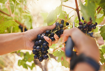 Image showing Farmer hands, grapes, harvest scissors cutting, pruning and harvesting agriculture vineyard fruit. Closeup of farming worker on countryside farm, nature field and food industry sustainability plant