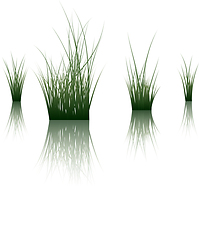 Image showing grass on water