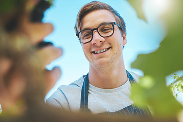 Image showing Vineyard, happy and farmer man picking grapes from plant with smile at a farm in summer. Nature, health and fruit of businessman in natural agriculture growth success working in the countryside.