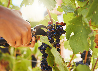 Image showing Harvest, black grapes and vineyard farmer hands cutting or harvesting organic bunch of juicy fruit in sustainable agriculture industry or market. Worker plucking vine fruit from tree plant in summer