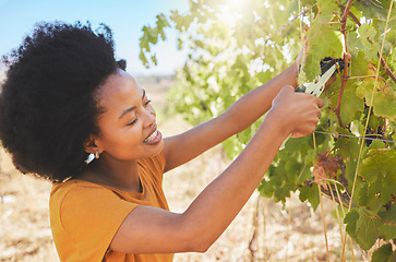 Image showing Farmer pruning grapes in a vineyard estate, fruit orchard and nature farm for agriculture, wine and alcohol production. Woman cutting fresh plant of ripe, countryside harvest for sustainable farming