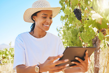 Image showing Vineyard, black grapes and farmer working on tablet, checking plant growth development in harvesting season. Happy female worker in farming or agriculture industry using a digital app or software