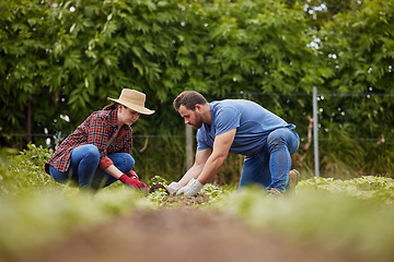 Image showing Sustainability farmers planting green plants in earth or soil on agriculture farm, countryside field or nature land. Couple, man and woman or garden workers with growth mindset for environment growth