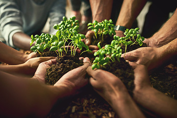 Image showing Hands planting fresh green plants showing healthy growth, progress and development. Closeup of diverse group of environmental conservation people collaborating sustainability in agriculture industry